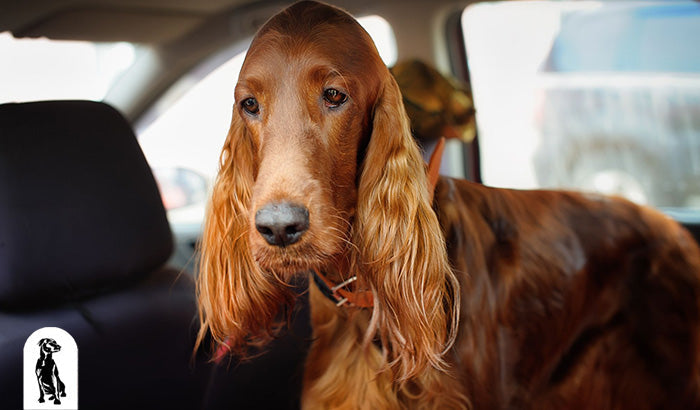 7 Signs Your Dog Has Motion Sickness (And What to Do)