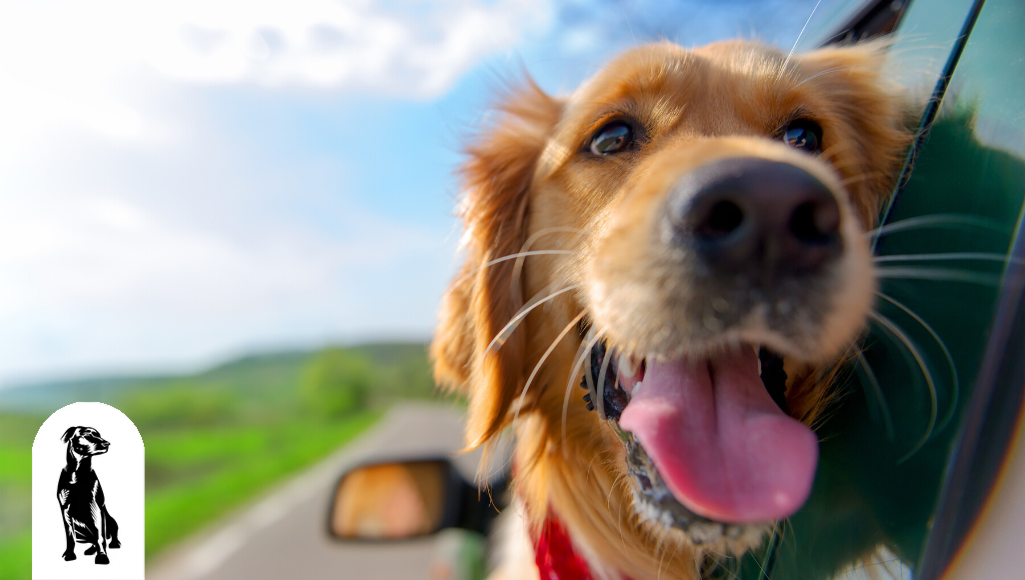 What Are the Best Tips to Travel with Dogs?