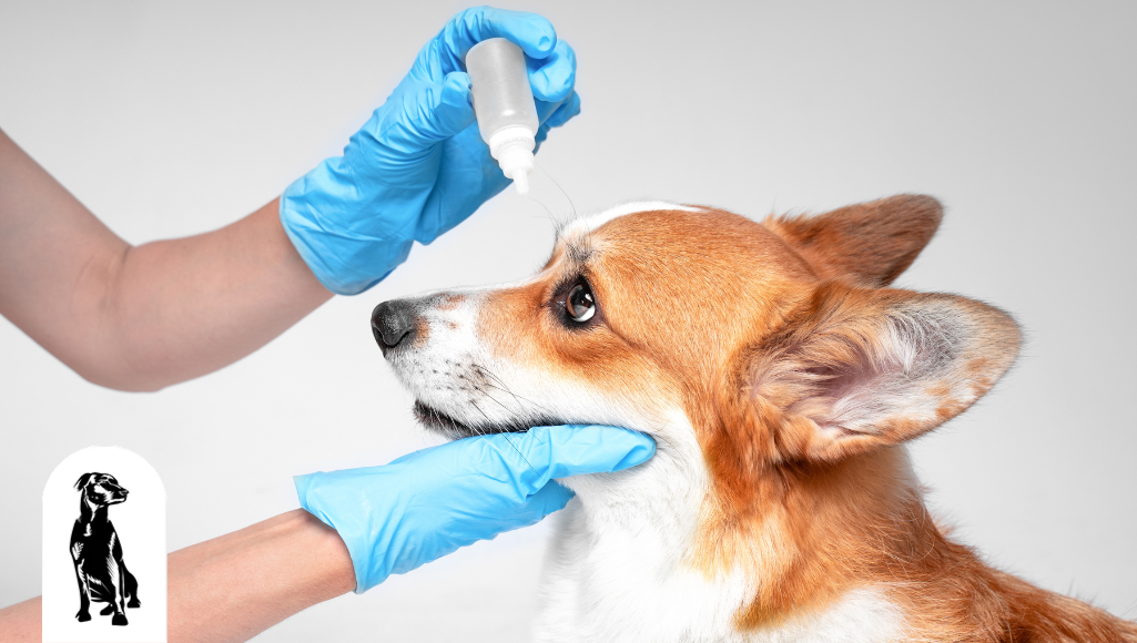 Can you use regular eye drops on a dog deals