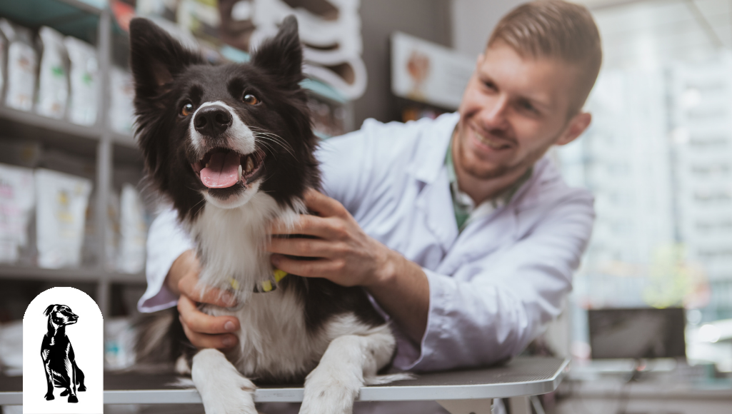 What Dog Vaccinations Should My Pup Get?