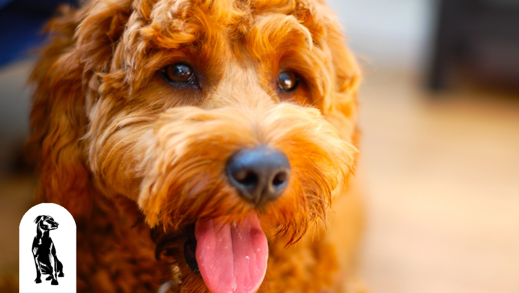 What Kinds of People Food Can Goldendoodles Eat?