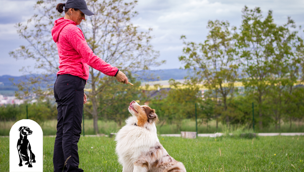 What Should I Look for in a Dog Trainer?
