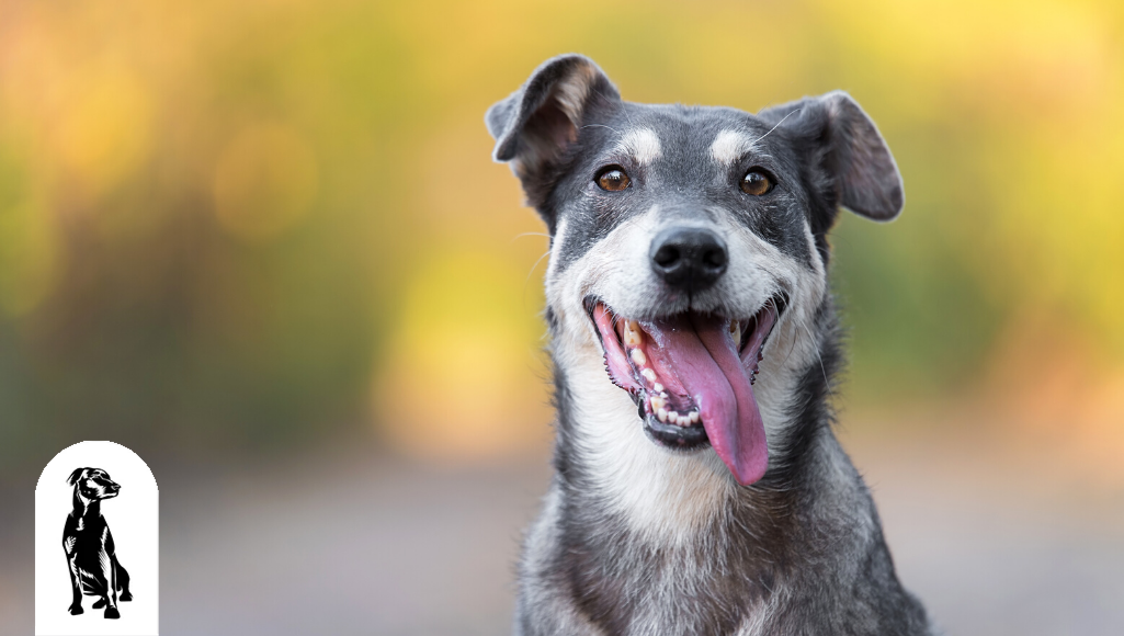 What Your Dog’s Expressions Really Mean