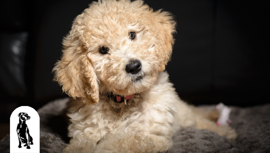 What is a Teddybear Goldendoodle Plush Paws Products