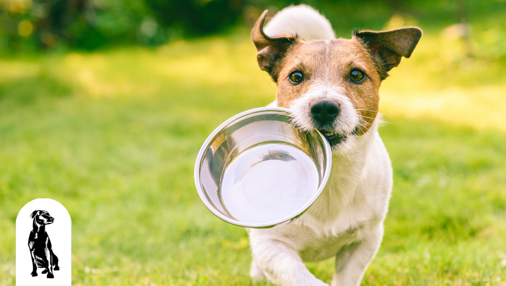 What to Look for When Buying Dog Food