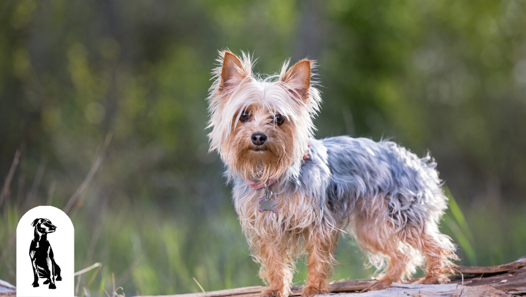 Oldest 2024 silky terrier