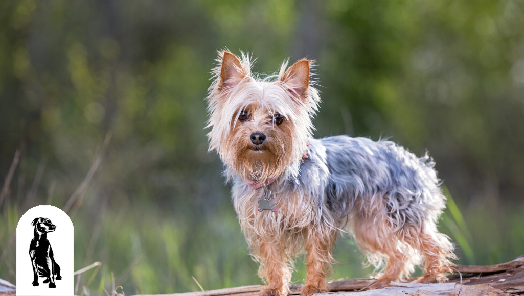 Longest living online yorkshire terrier