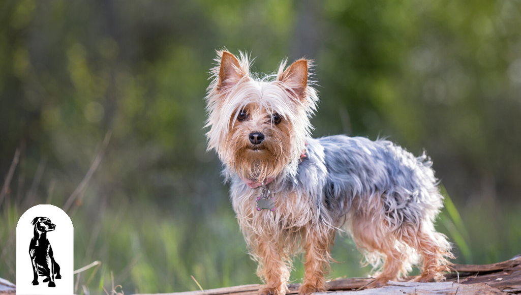 Which Dog Breeds Live the Longest?