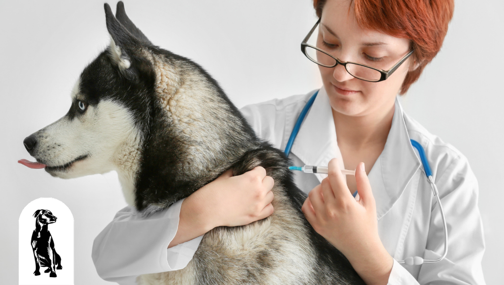 Which Dog Vaccinations To Get? Why They Are Important?