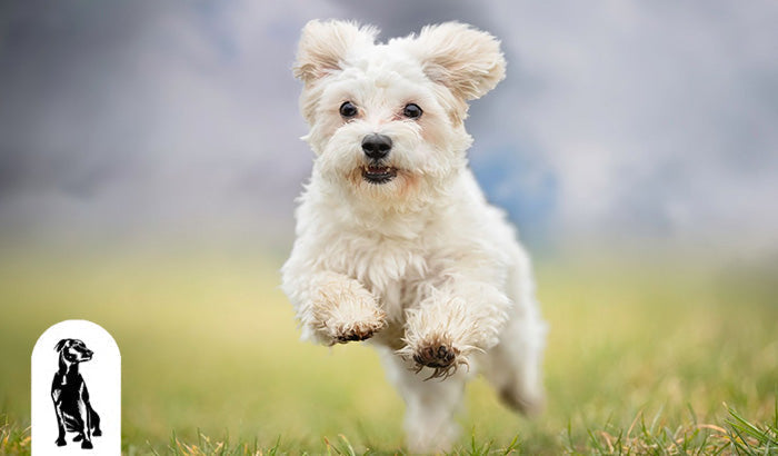 Seasonal Pet Care: Keeping Your Furry Friends Healthy Year-Round