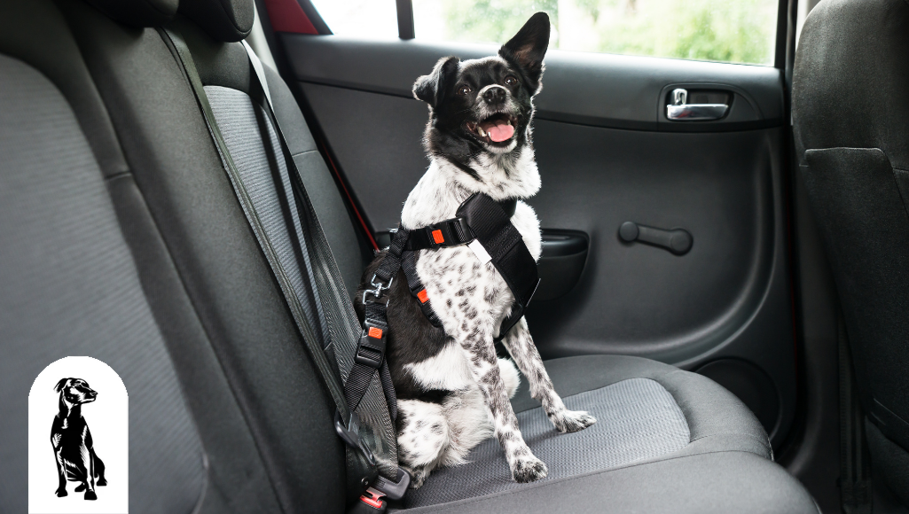 Why You Need to Restrain Your Dog in the Car