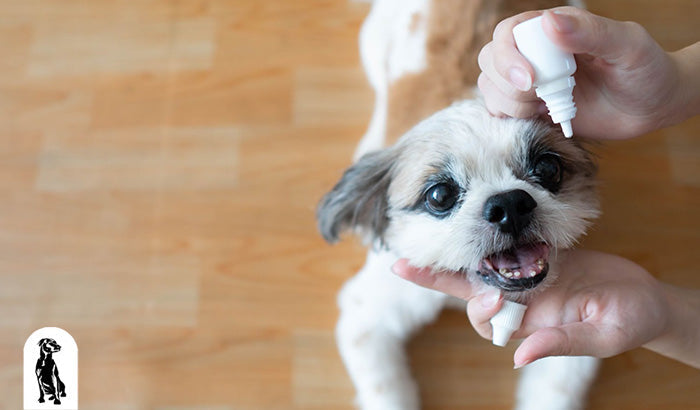 How to Tell the Difference Between Dog Cataracts vs Nuclear Sclerosis