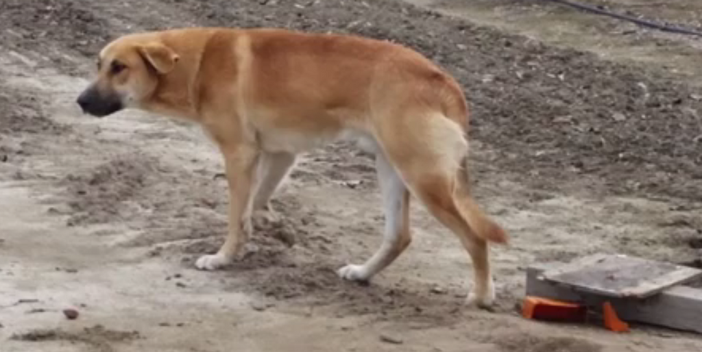 Abandoned Dog Waits For The Owner to Return, Rescuers Put An End To It