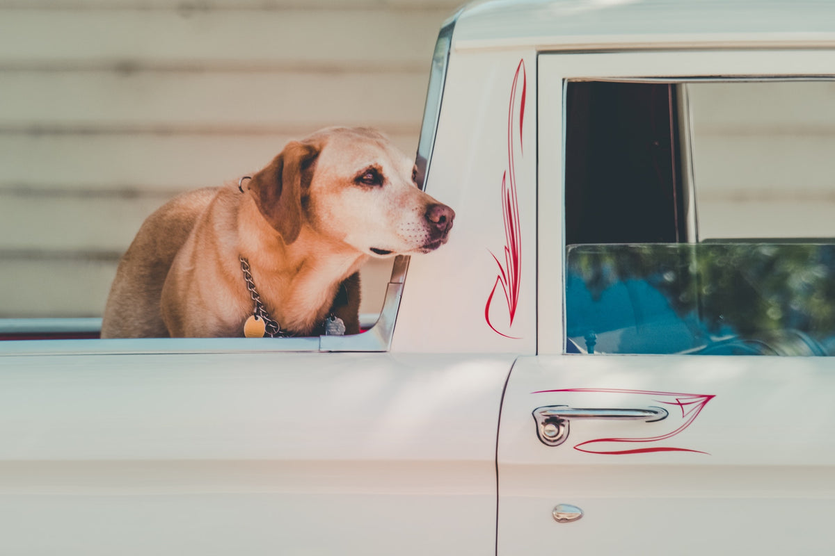 9 Things Your Dog Should Never Do in the Car