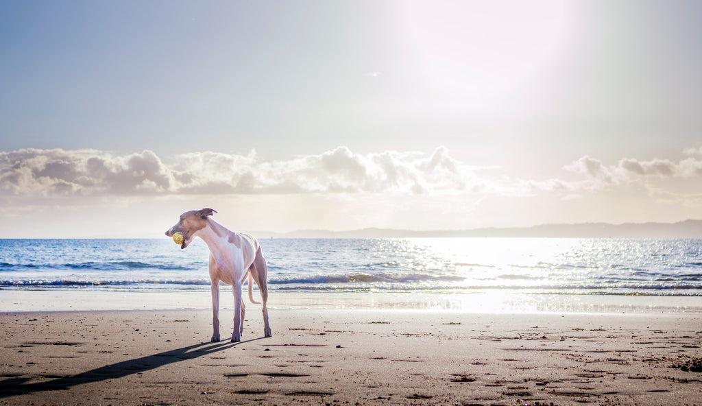 9 Summer Safety Tips for Dogs