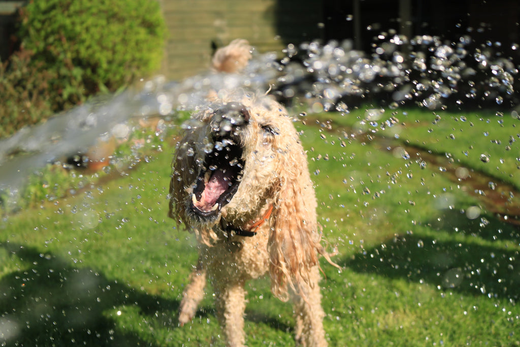 How to Cleanse and Detoxify Your Dog