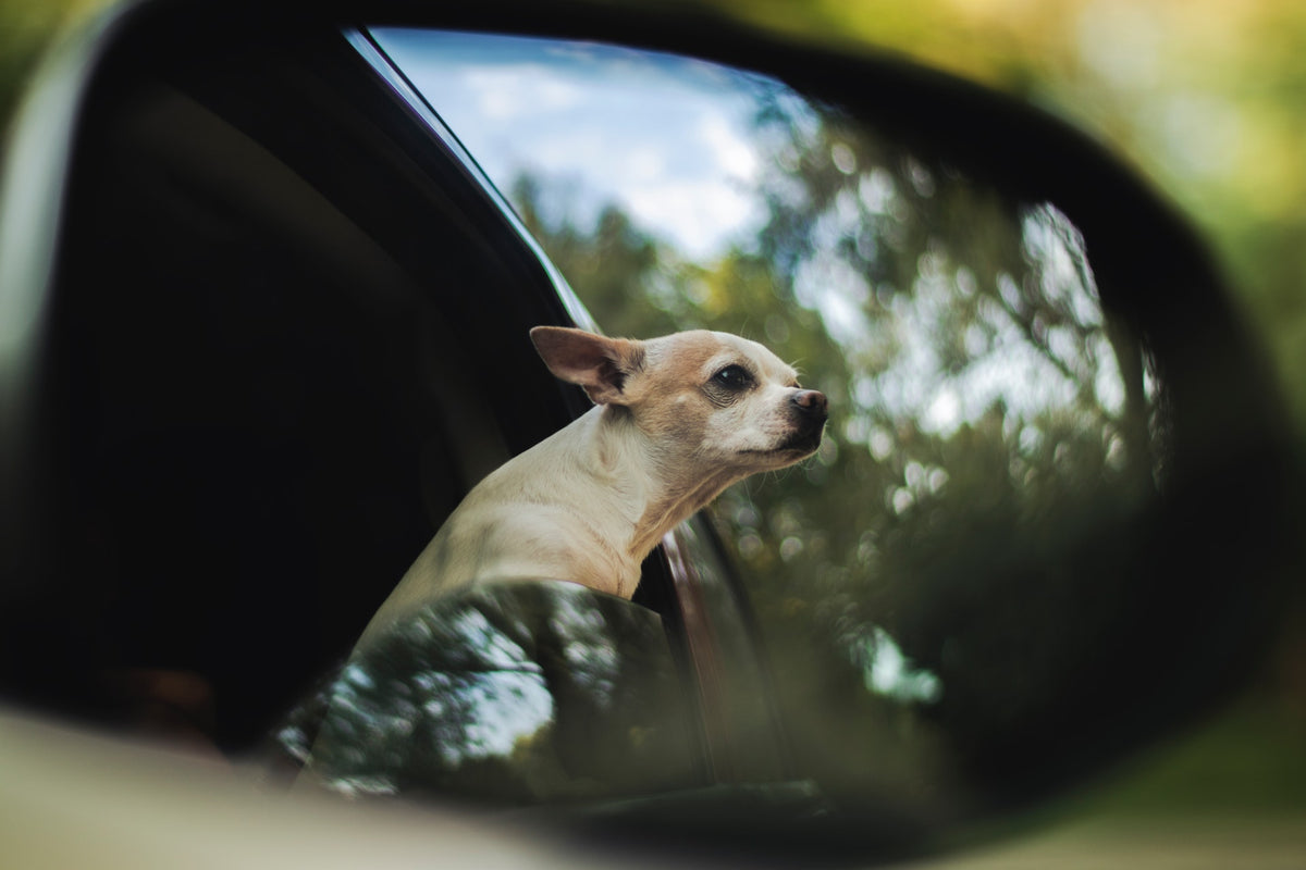 How to Prevent Motion Sickness in Dogs