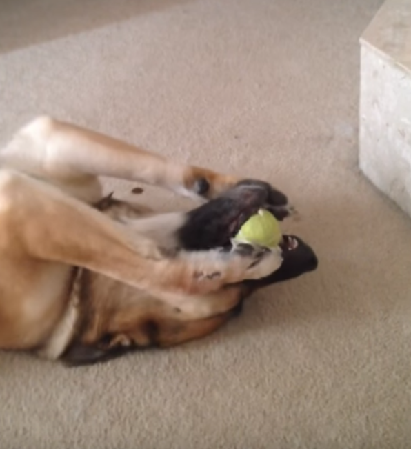 Dog Shows Off His Ball Handling Skills