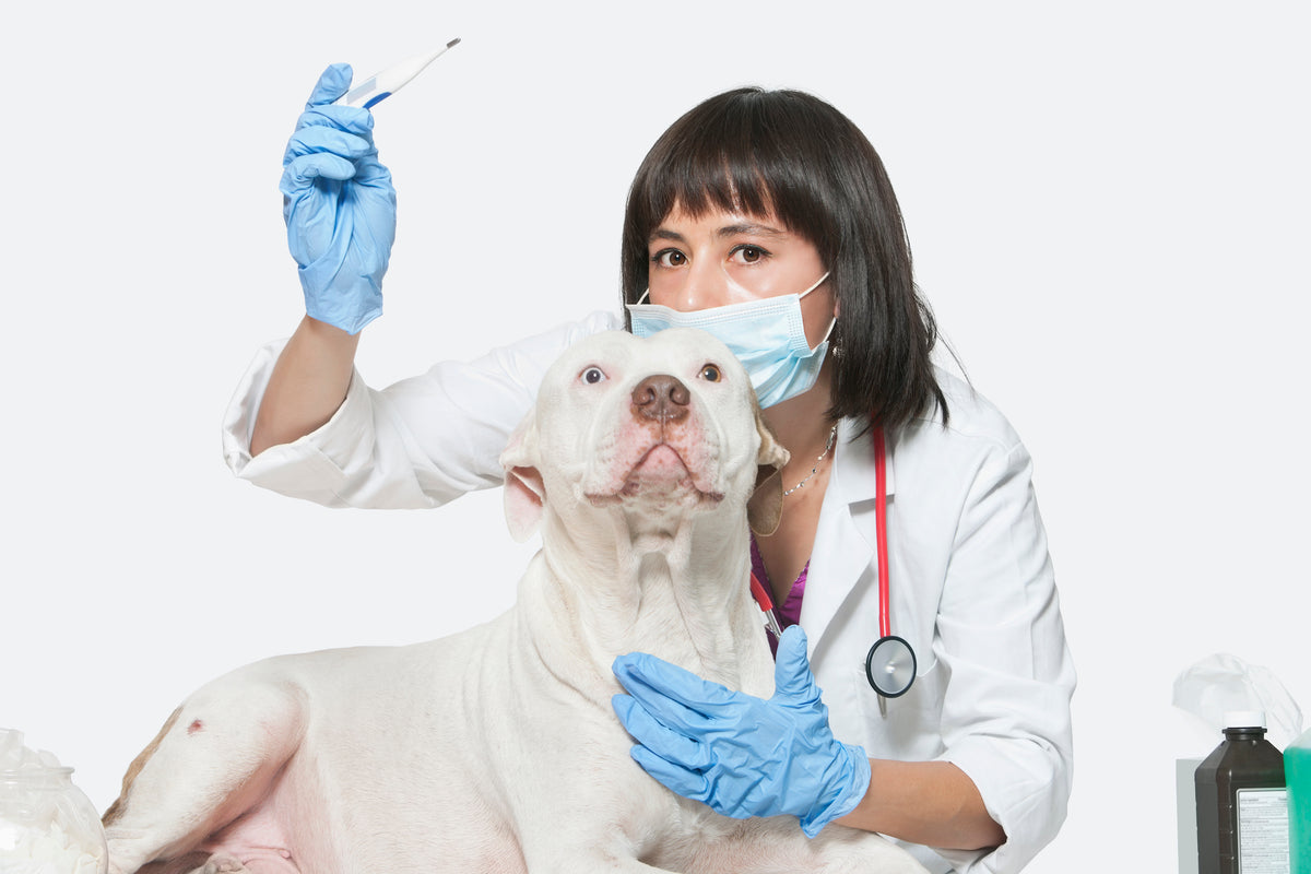 Prevent Canine Cancer With These Tips!