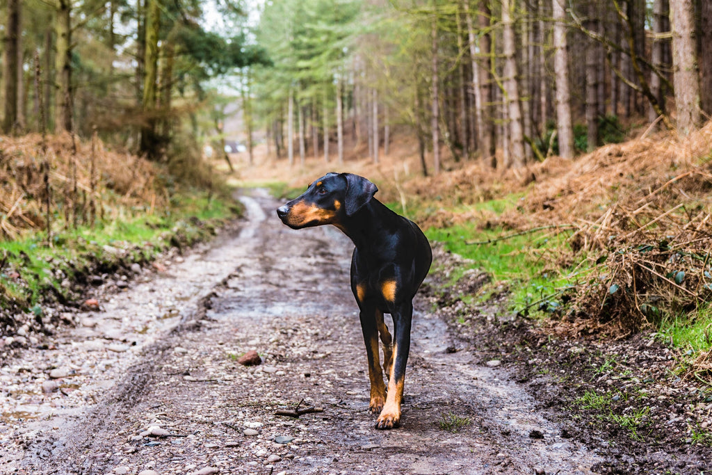 Six Easy Ways to Prepare Your Dog For The Hiking Season