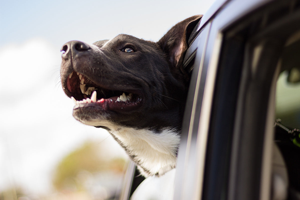 3 Best Tips About Driving With Your Dog