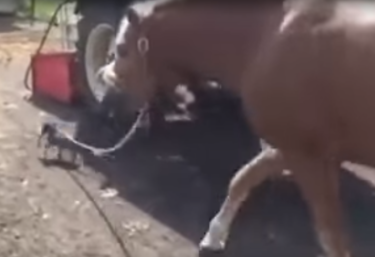 Chihuhua Takes Horse Out For a Walk on a Leash