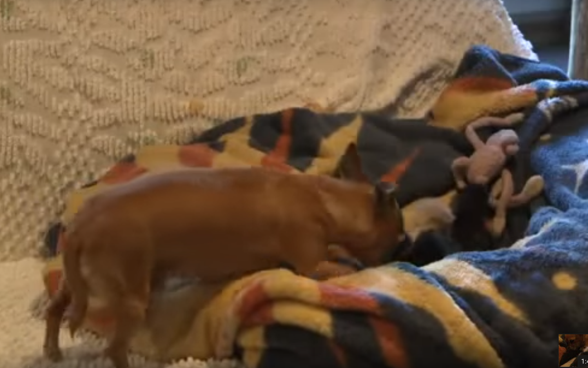 Chihuahua Adopts 5 Kittens After Her Own Baby Dies