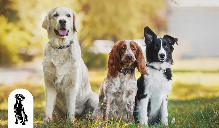 Choosing the Right Dog Breed for Your Lifestyle