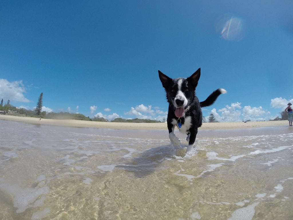Top 7 Tips for Flying with Your Dog
