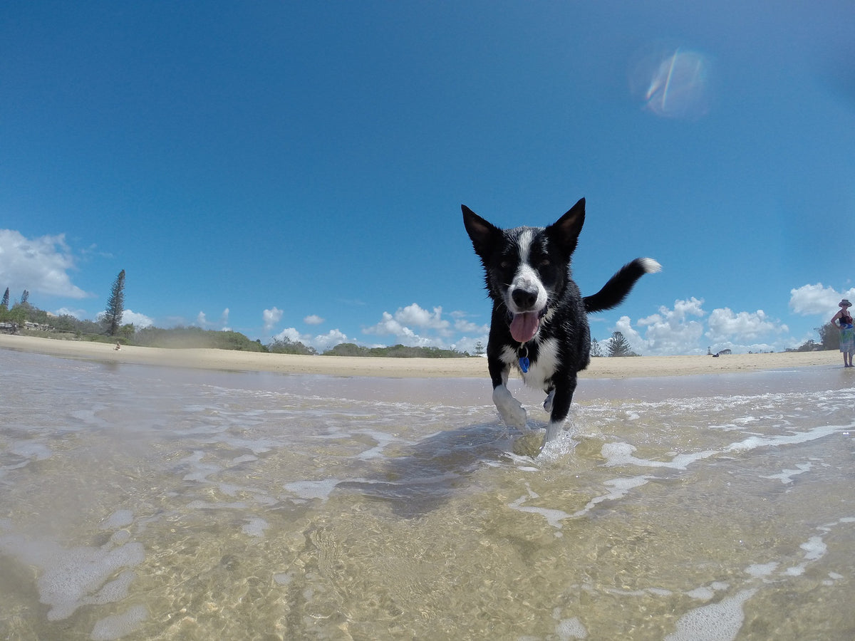 Top 7 Tips for Flying with Your Dog