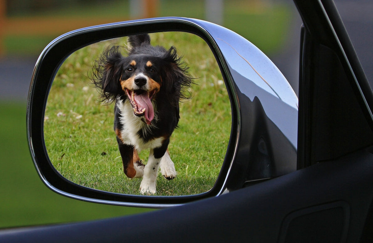 Is Driving with a Dog in Car Unsafe?