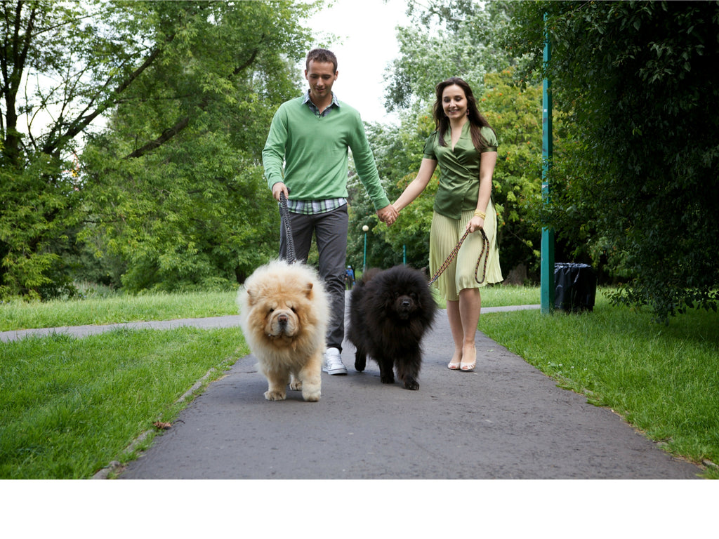 WAYS YOU CAN MAKE TIME WITH YOUR DOG FUN!