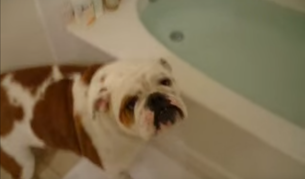 Dog is Asked to Get in The Tub And Surprisingly Gets in the Tub!