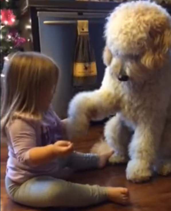 Little Girl Teaches Dog How to Shake Hands