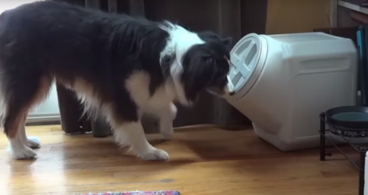 Dog Discovers How to Open A Dog Proof Container