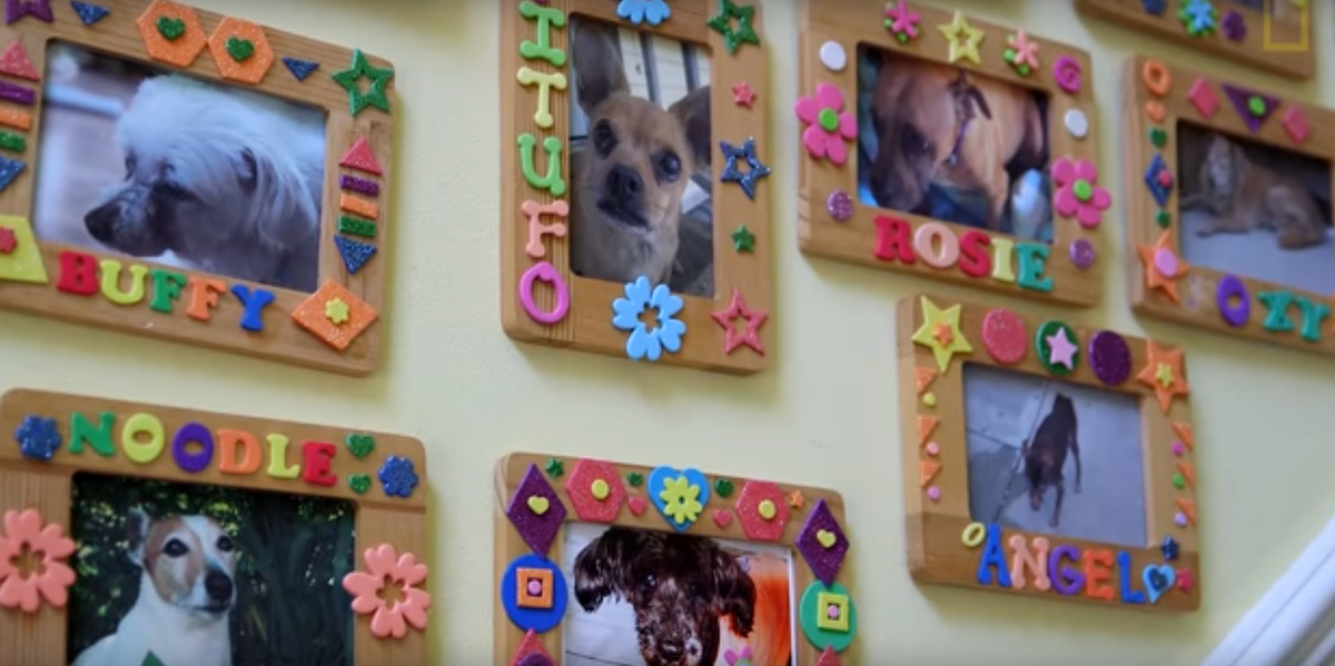 Compassionate Woman Opens A Dog Retirement Home