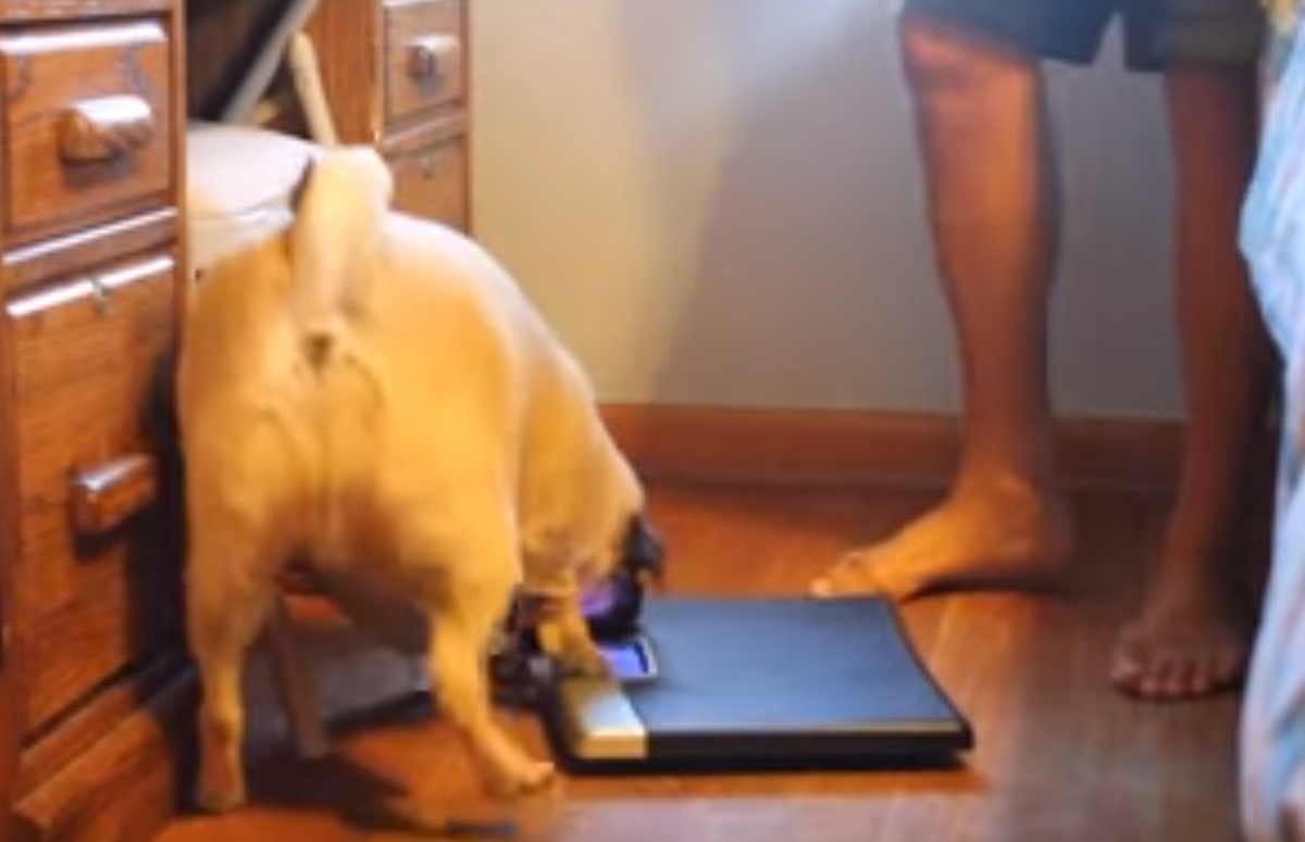 Pug Checks Its Weight on the Scale, then This Happened.