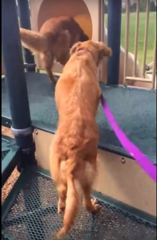 Golden Retriever is Hesitant to Go Down The Slide, then This Happened!