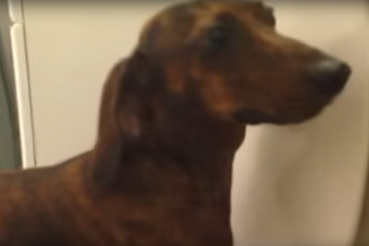 This Dog Learned The Ultimate Dog Trick