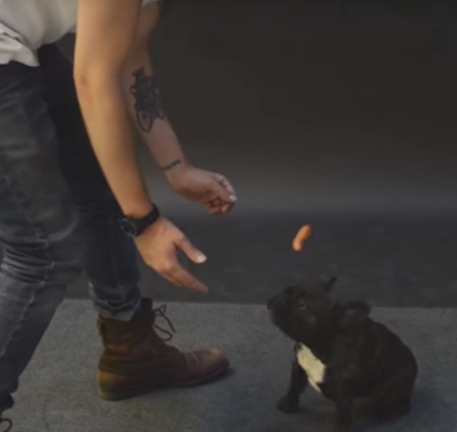 Watch How Dogs React to a Floating Wiener Trick