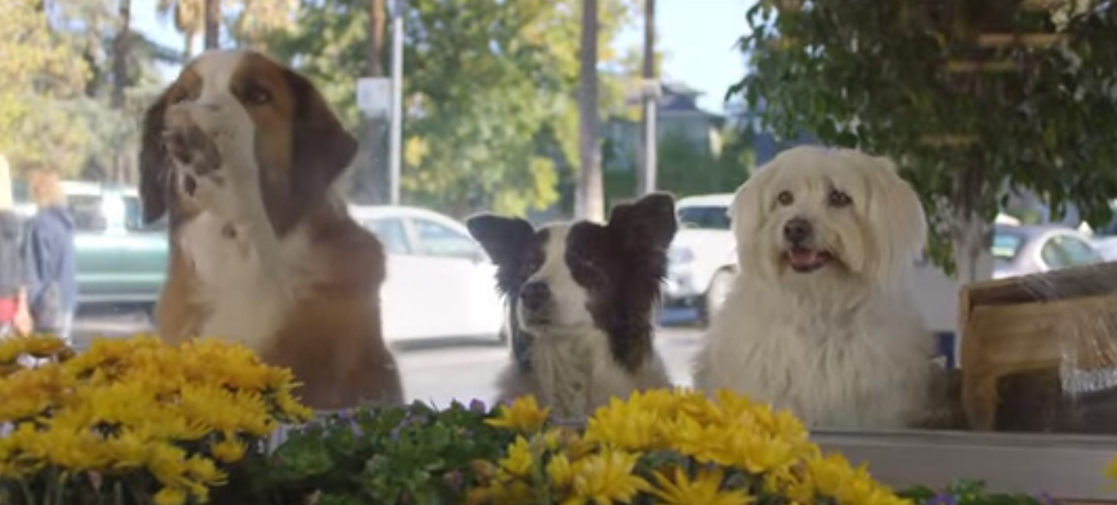 These Dogs Will Do Just About Anything to Get Their Treats!