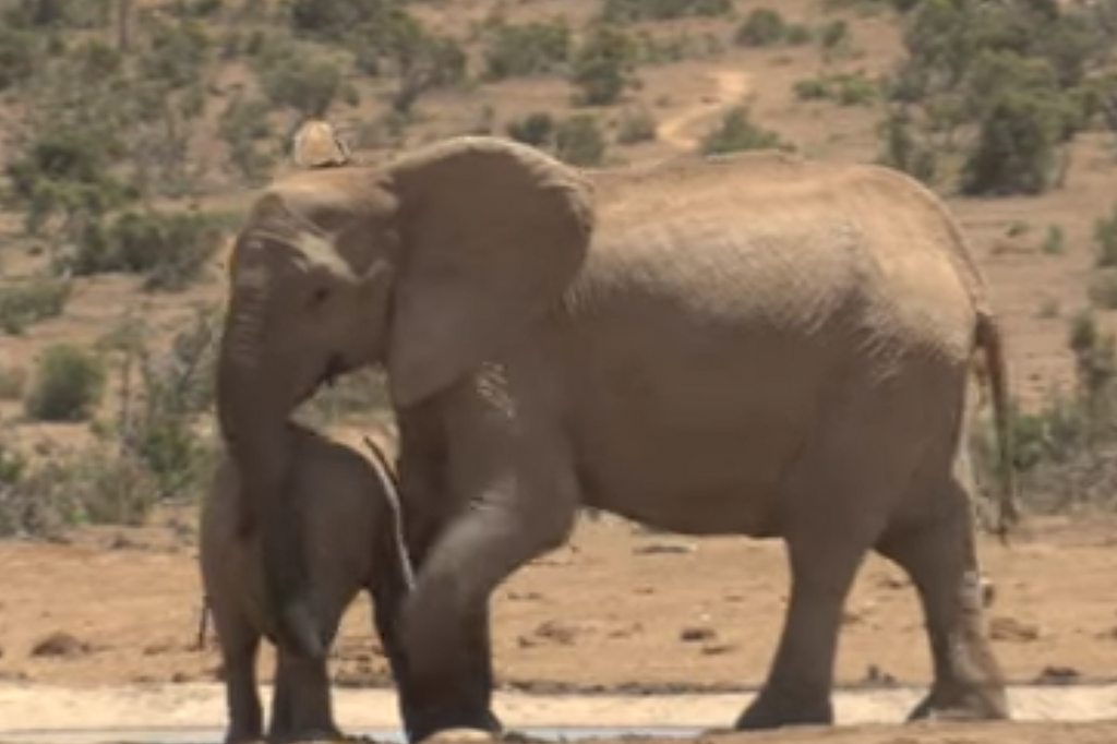 Rejected From The Herd, Baby Elephant Found a New Family
