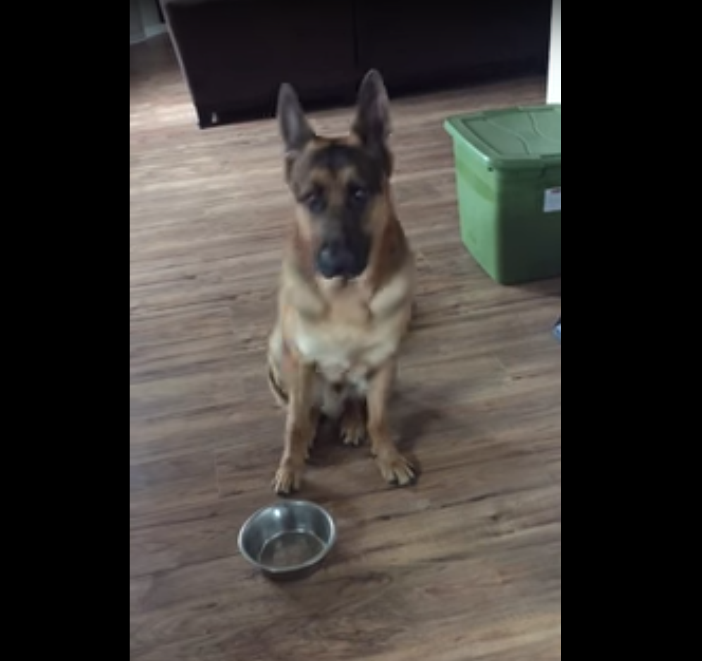 German Sheperd Just Ate and Is Still Hungry. Watch What Happens Next...