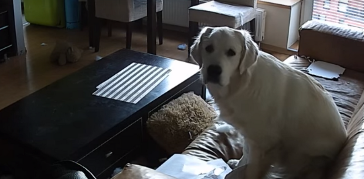 Dog Kills Boredom By Destroying Owner's House