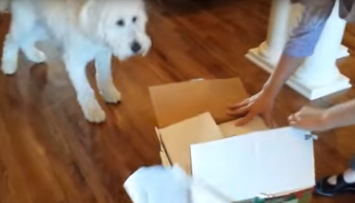 Goldendoodle Receives a One-of-a-Kind Gift
