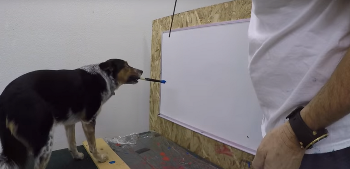 Dog Spells Out His Name on the Board