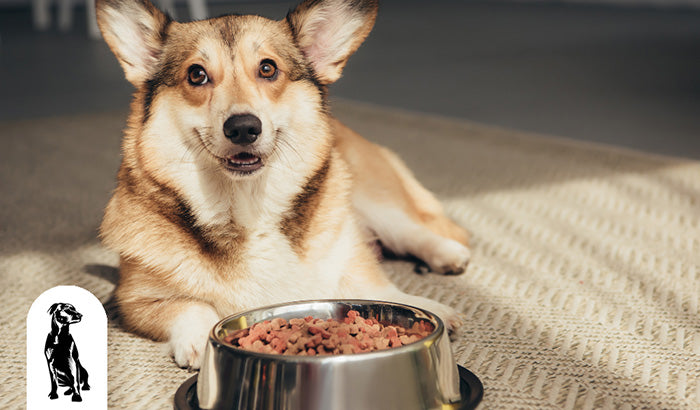 Nutritional Needs: What to Look for in Your Dog's Food