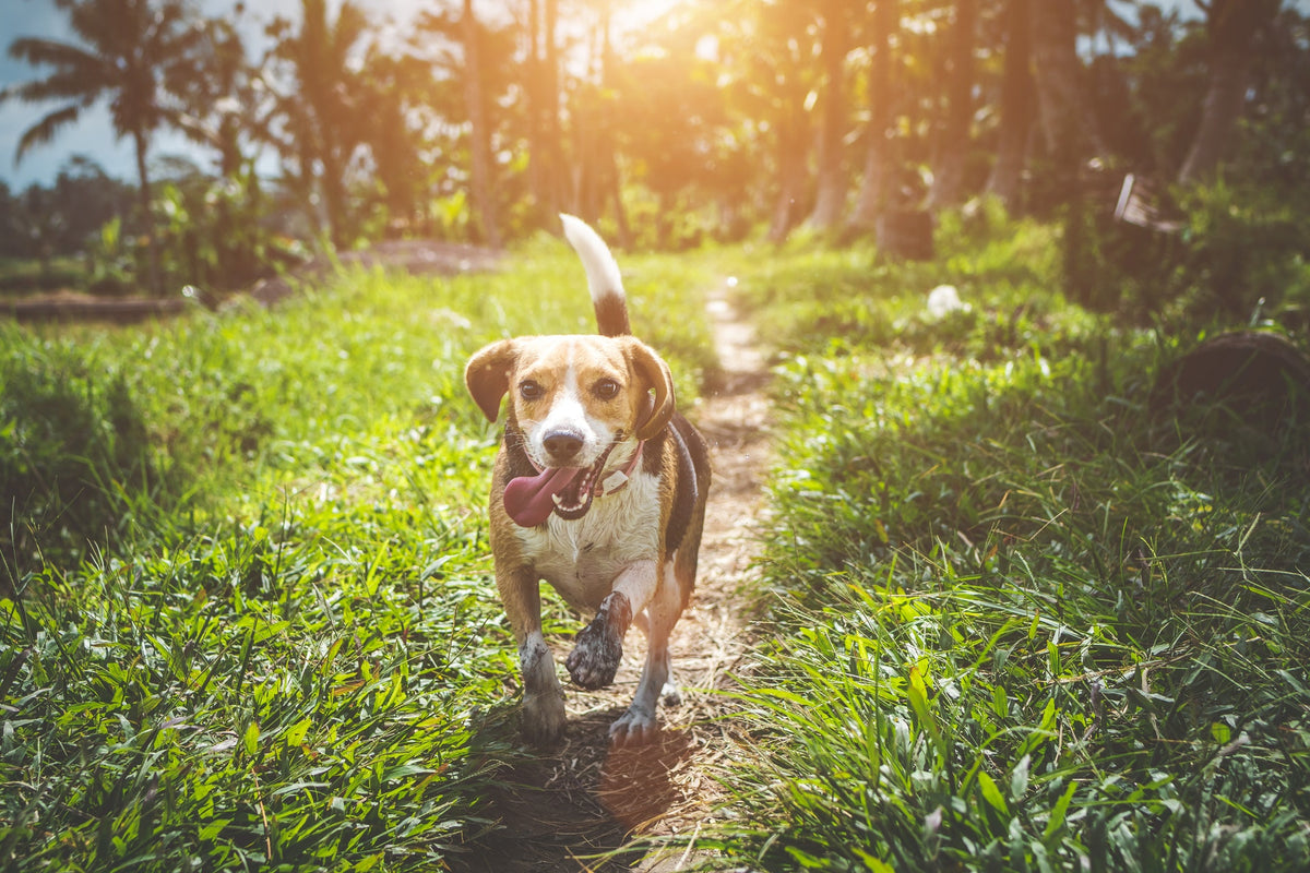 Things You Need to Prepare Your Dog For the Spring Season