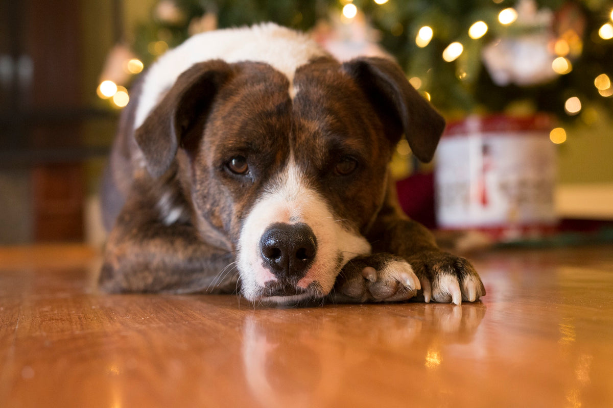 How to Keep Your Dogs Safe This Holiday Season