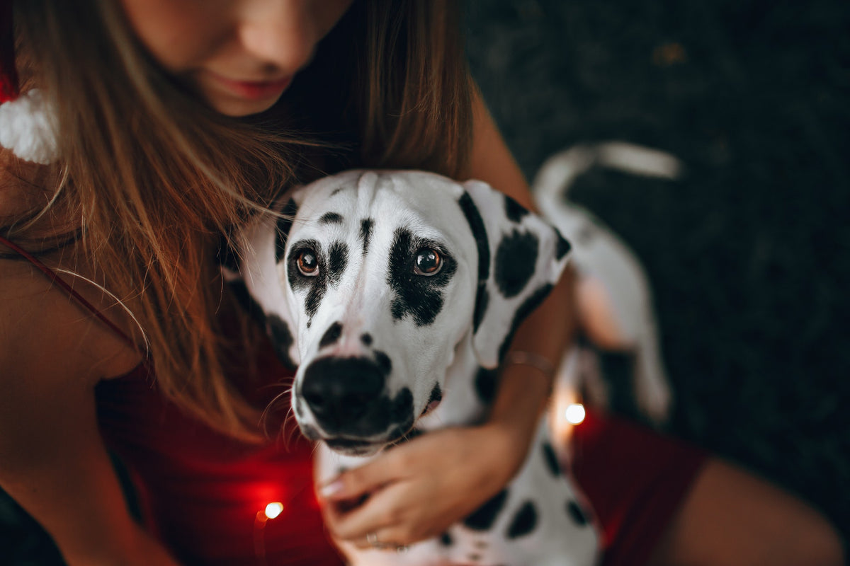 6 Reasons Why Your Dog Should Be Your Valentine This Year